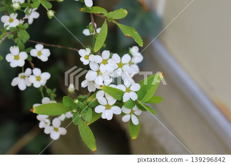 The spirea, with its small white petals, blooms in dense clusters in the spring garden. 139296842