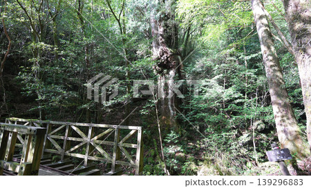 Jomon Cedar Trekking, Nio Cedar, Yakushima Island 139296883