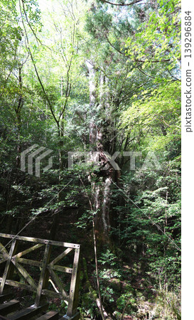 Jomon Cedar Trekking, Nio Cedar, Yakushima Island Jomon Cedar Trekking, Nio Cedar, Yakushima Island 139296884
