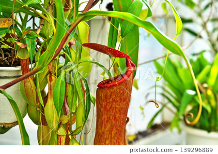 Brown pitcher plant traps (spring, April) Brown pitcher plant traps (spring, April) 139296889