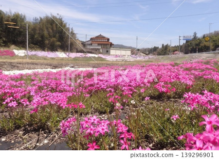 The moss phlox is beautiful. 139296901