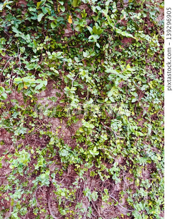 Ivy crawling wall Ivy crawling wall 139296905