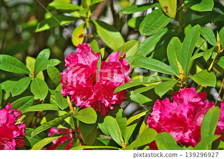 Red rhododendron flowers (spring, April) Red rhododendron flowers (spring, April) 139296927