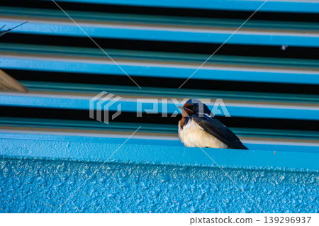 Swallow Swallow 139296937