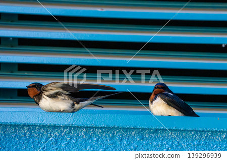 Swallow Swallow 139296939