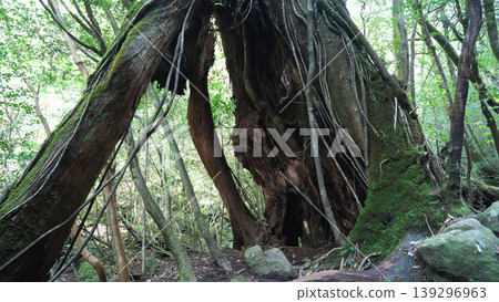 屋久島繩文杉健行 139296963