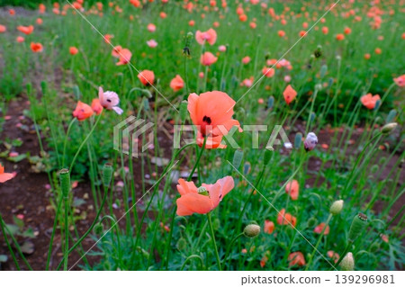 Long-headed poppy, a potentially invasive species, is spreading across vacant lots. Long-headed poppy, a potentially invasive species, is spreading across vacant lots. 139296981