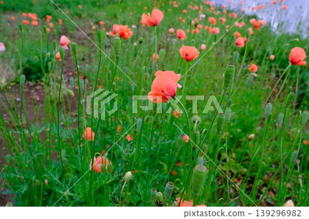 Long-headed poppy, a potentially invasive species, is spreading across vacant lots. 139296982