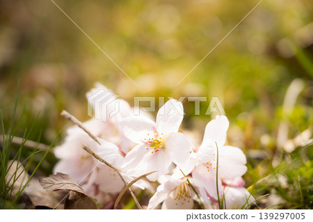 A natural image capturing the lingering beauty of spring, with fallen petals on the ground and soft light. 139297005