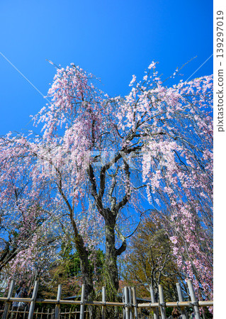 垂枝櫻花樹(中島公園日本庭園)_7941 垂枝櫻花樹(中島公園日本庭園)_7941 139297019