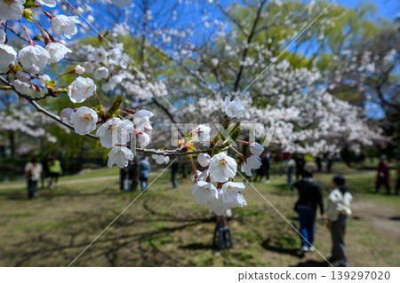 中島公園的櫻花_8149 中島公園的櫻花_8149 139297020