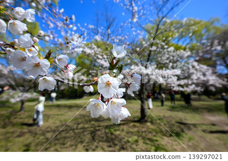 中島公園的櫻花_8161 中島公園的櫻花_8161 139297021