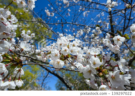 中島公園的櫻花_8182 中島公園的櫻花_8182 139297022