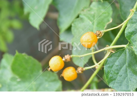 orange seed scarlet passion fruit flower or passiflora foetida tropical herb growing in backyard garden 139297053