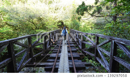 Jomon Cedar Trekking - Trolley Track - Yakushima Island Jomon Cedar Trekking - Trolley Track - Yakushima Island 139297058