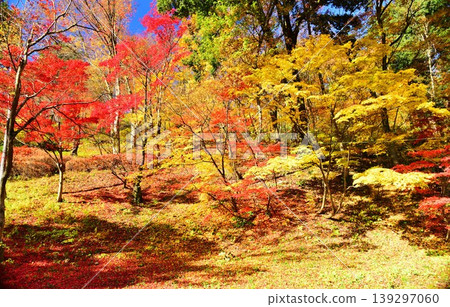 A scene from Funayama Park in Ojiya City, Niigata Prefecture, where the autumn leaves are ablaze red. 139297060