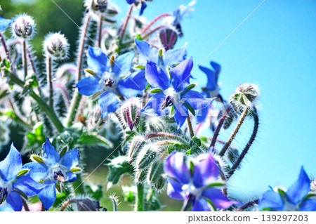 Borage flowers (spring, April) Borage flowers (spring, April) 139297203