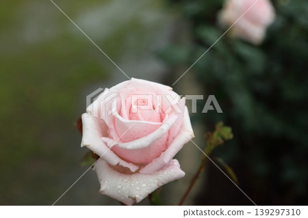 Arao City Ominous Citizen Flower Bed Rose Flower, Arao City Ominous Citizen Flower Bed Rose Flower, 139297310