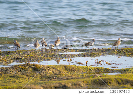 一群群野生鳥類聚集在沙灘上,周圍是白色的波浪。 一群群野生鳥類聚集在沙灘上,周圍是白色的波浪。 139297433