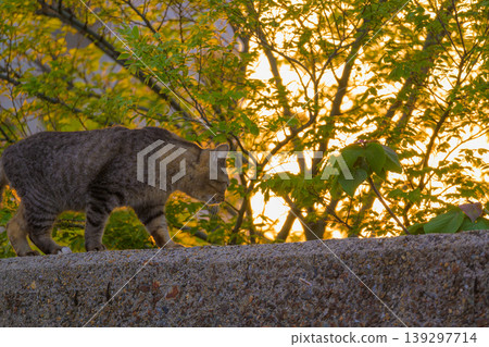A tabby cat on the embankment, bathed in the setting sun and fresh greenery. A tabby cat on the embankment, bathed in the setting sun and fresh greenery. 139297714