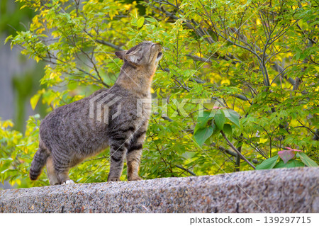 A tabby cat on the embankment, bathed in the setting sun and fresh greenery. A tabby cat on the embankment, bathed in the setting sun and fresh greenery. 139297715