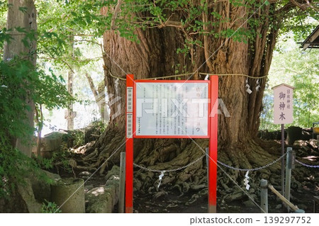 山寺、立石寺、日枝神社、神樹、山寺銀杏樹 山寺、立石寺、日枝神社、神樹、山寺銀杏樹 139297752