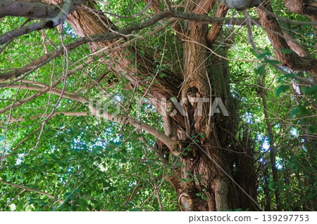 Yamadera Temple, Risshaku-ji Temple, Hie Shrine, Sacred Tree, Yamadera's Great Ginkgo Tree 139297753