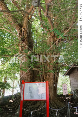 山寺、立石寺、日枝神社、神樹、山寺銀杏樹 139297755