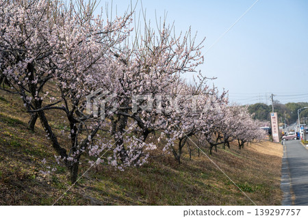 與梅花的風景 139297757