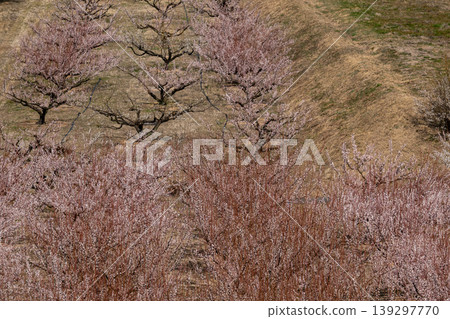 與梅花的風景 139297770