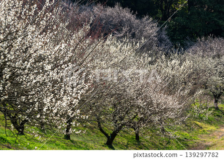 Scenery with plum Scenery with plum 139297782