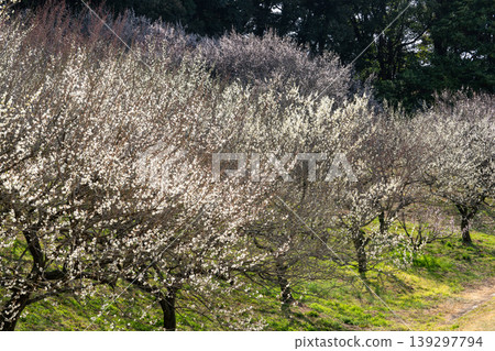 與梅花的風景 與梅花的風景 139297794