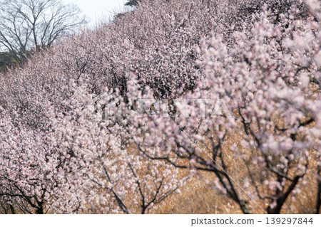 Plum blossoms telling the arrival of spring Plum blossoms telling the arrival of spring 139297844
