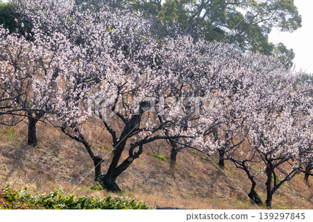 Plum blossoms telling the arrival of spring 139297845