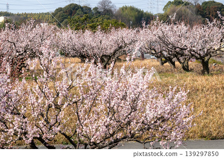 Plum blossoms telling the arrival of spring 139297850