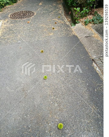 追著一排栗子走 139298539