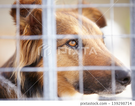 Animal shelter, fence and sad dog in sanctuary waiting for adoption, foster care and rescue. Pets, depressed and closeup of unhappy canine, German shepherd or puppy in charity, welfare and kennel Animal shelter, fence and sad dog in sanctuary waiting for adoption, foster care and rescue. Pets, depressed and closeup of unhappy canine, German shepherd or puppy in charity, welfare and kennel 139298714