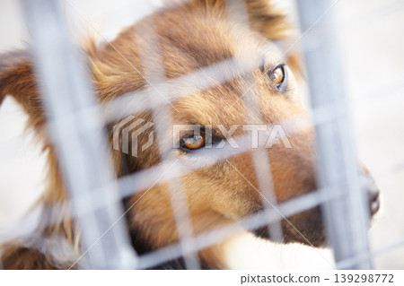 Fence, shelter and sad dog in sanctuary waiting for adoption, foster care and rescue. Pets, depressed and face portrait of unhappy canine, animal or puppy in charity pound, welfare and kennel Fence, shelter and sad dog in sanctuary waiting for adoption, foster care and rescue. Pets, depressed and face portrait of unhappy canine, animal or puppy in charity pound, welfare and kennel 139298772