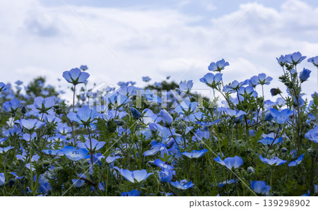 Nemophila花 139298902