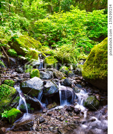 A clear stream flows through a mountain stream surrounded by lush greenery and moss-covered rocks. A clear stream flows through a mountain stream surrounded by lush greenery and moss-covered rocks. 139299154