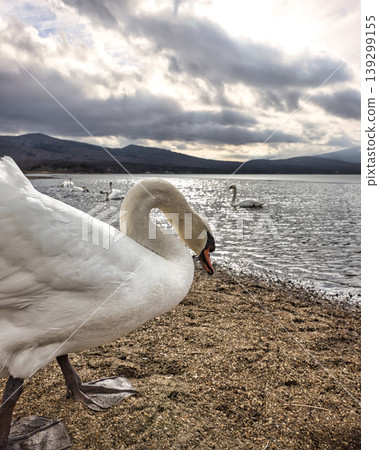 Swans standing at the water's edge of Lake Yamanaka: A winter lakeside scene. Swans standing at the water's edge of Lake Yamanaka: A winter lakeside scene. 139299155