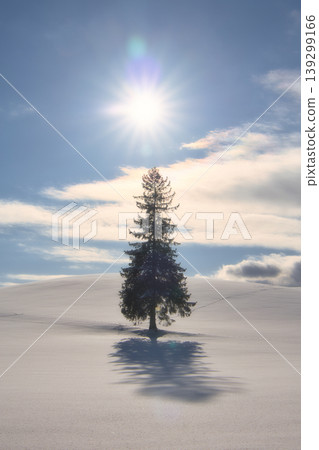 A Christmas tree standing in the snowfields of Biei, Hokkaido. A Christmas tree standing in the snowfields of Biei, Hokkaido. 139299166