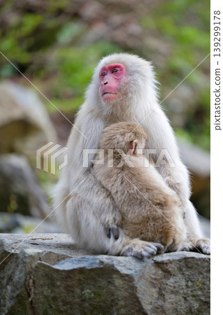 A mother monkey hugs her baby monkey: The bond between parent and child in Japanese macaques. A mother monkey hugs her baby monkey: The bond between parent and child in Japanese macaques. 139299178