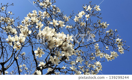 Blue sky and white magnolias, station street / Photo Blue sky and white magnolias, station street / Photo 139299244