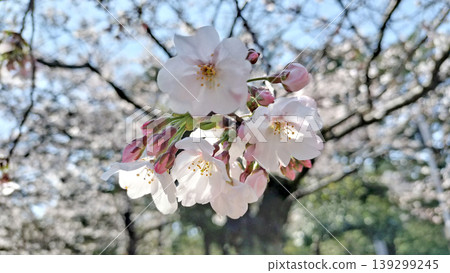 Cherry blossoms in half bloom at Tsurumai Park / Photo Cherry blossoms in half bloom at Tsurumai Park / Photo 139299245
