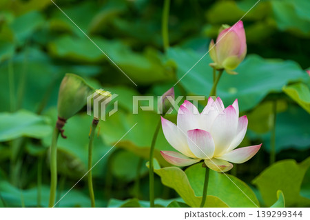 The contrast between the white lotus flowers blooming by the water's edge and the green leaves. The contrast between the white lotus flowers blooming by the water's edge and the green leaves. 139299344