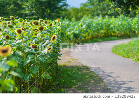 A walking path through a sunflower field leading to the summer blue sky A walking path through a sunflower field leading to the summer blue sky 139299422