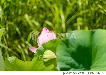 夏日陽光下，粉紅色的蓮花花蕾綻放。 139299618