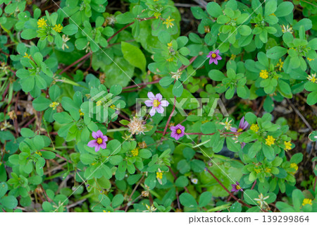 Wildflowers of blue-eyed grass and common red clover spreading across the ground Wildflowers of blue-eyed grass and common red clover spreading across the ground 139299864