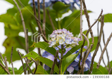 Hydrangeas just beginning to bloom and fresh green leaves Hydrangeas just beginning to bloom and fresh green leaves 139300188